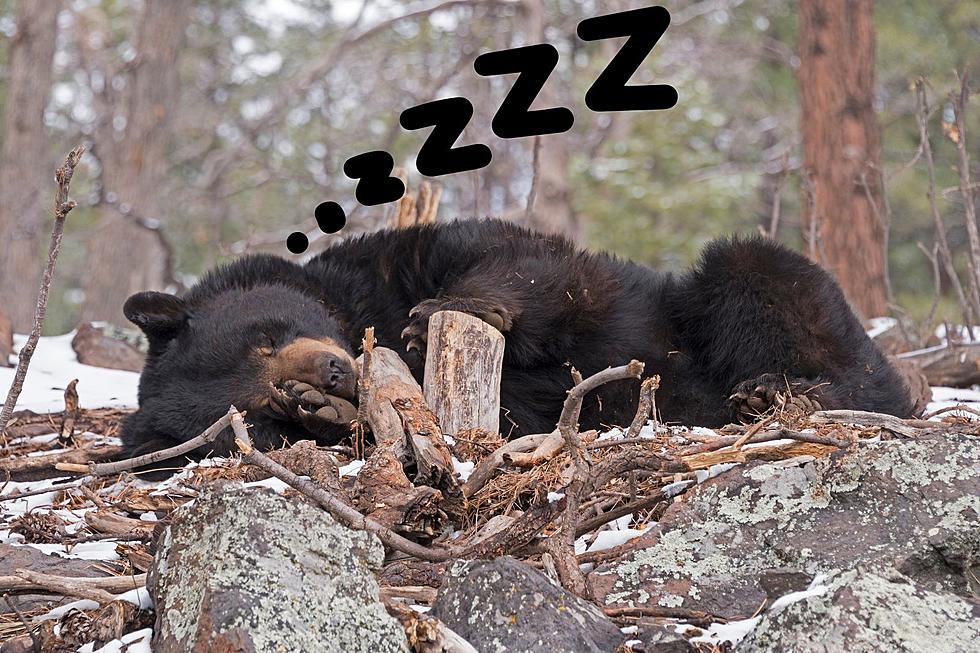 Michigan DNR Hopes To Ban Melatonin From Being Used As Bear Bait