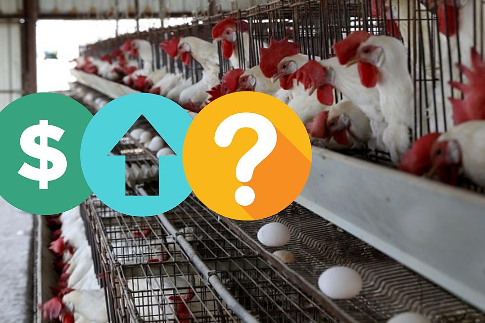 Why Are Chicken And Egg Prices So High for Michiganders?