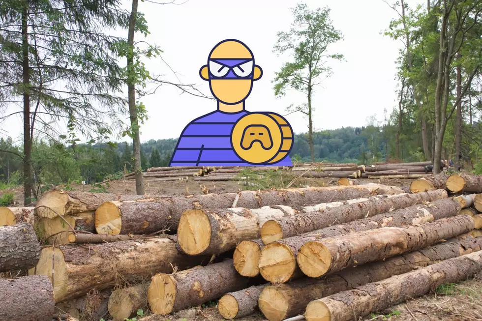Michigan Man’s Logging Company Cuts Nearly $120,000 Worth Of Illegal Trees