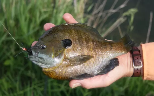 best baits for big blue gill｜TikTok Search