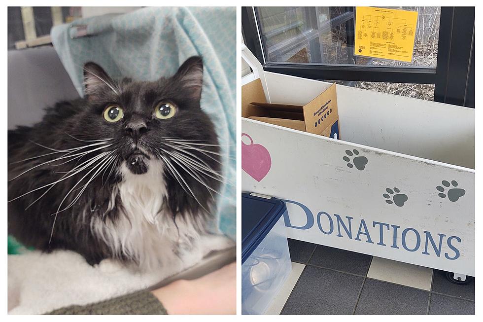 UPDATE: Cat Abandoned in Donation Bin at West Michigan Humane Society Ready For Adoption