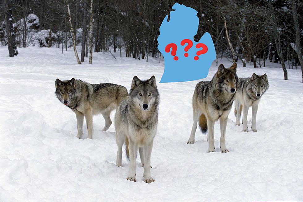 Michigan House Hoping To Urge DNR To Release Wolves In Lower Peninsula