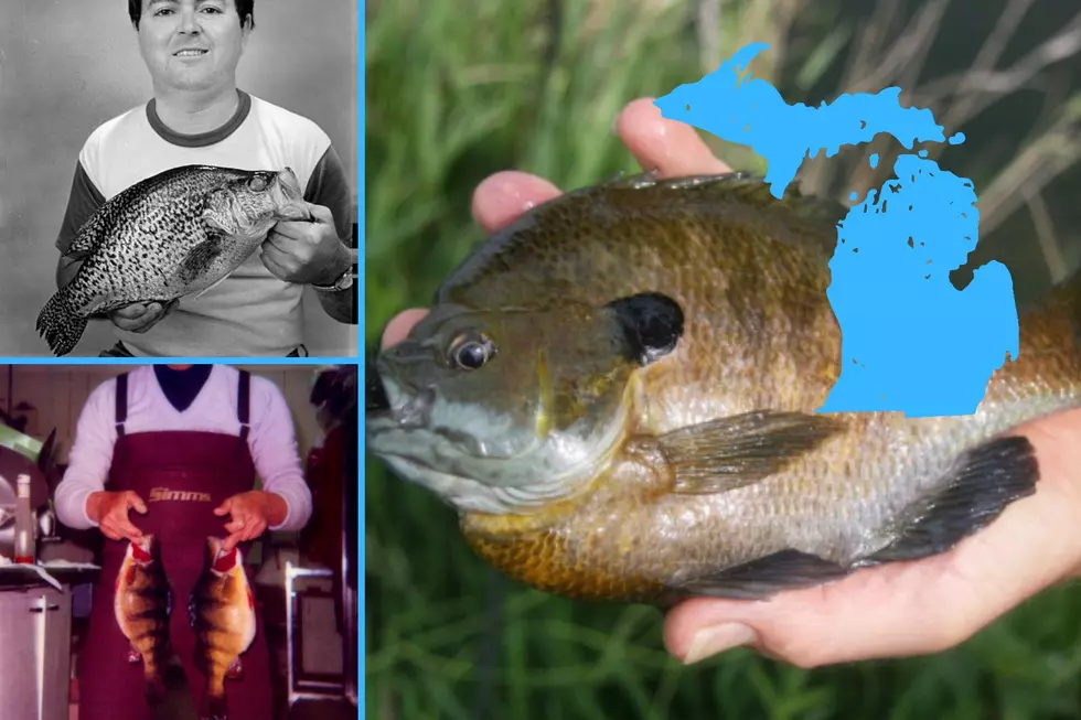 Catch Huge Panfish? Here’s Where The Mi State Records Were Caught