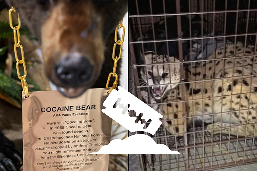 Heard of Cocaine Bear? Have You Heard Of Ohio’s Cocaine Cat?