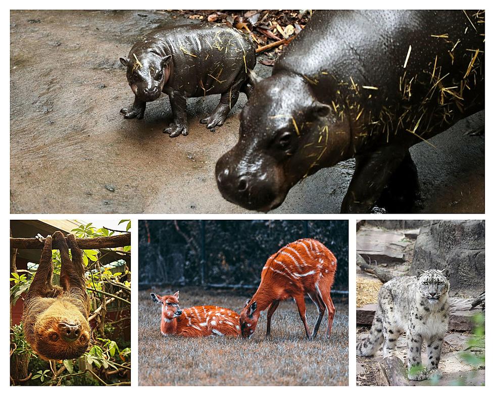 John Ball Zoo Opens This Weekend &#8211; Check out the New Animals at the Zoo