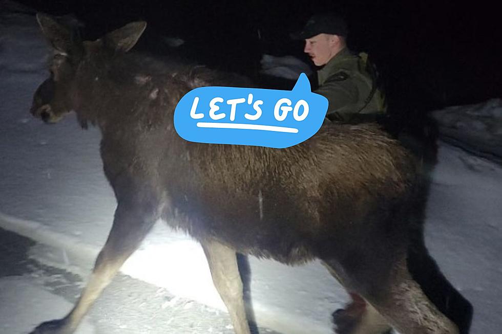 Moose On The Loose In The Upper Peninsula Gets Assist From DNR