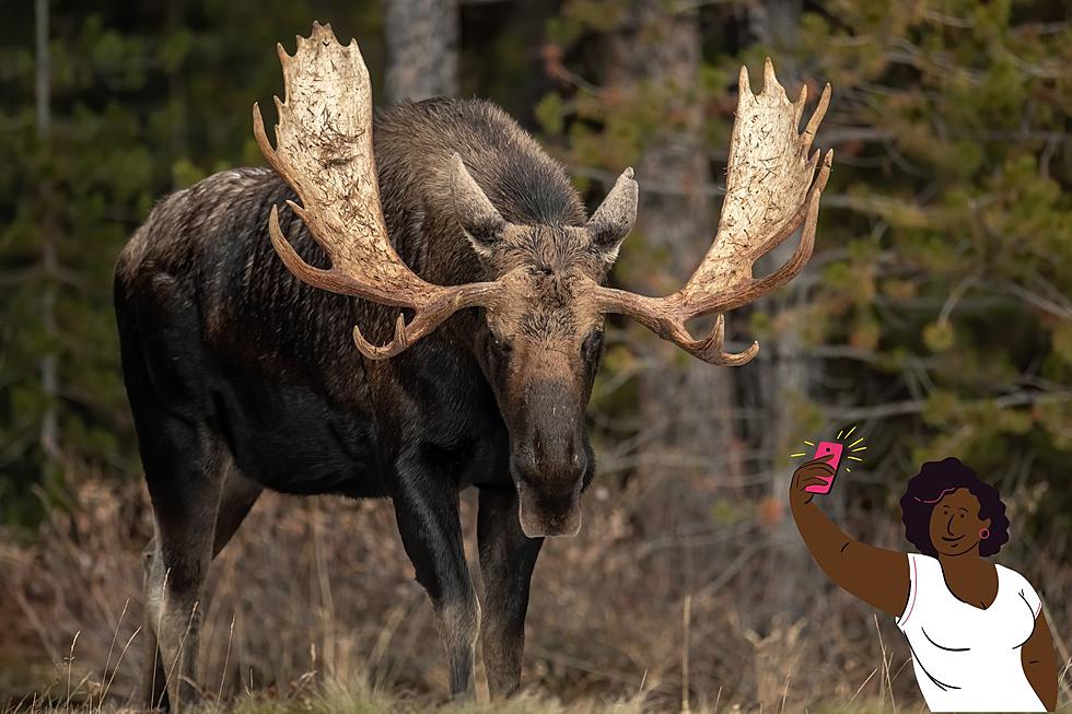 Moose Spotted In UP, What Should You Do If You Spot a Moose?