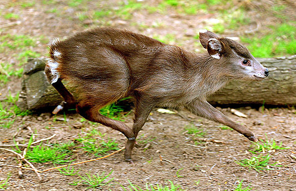 tufted deer female