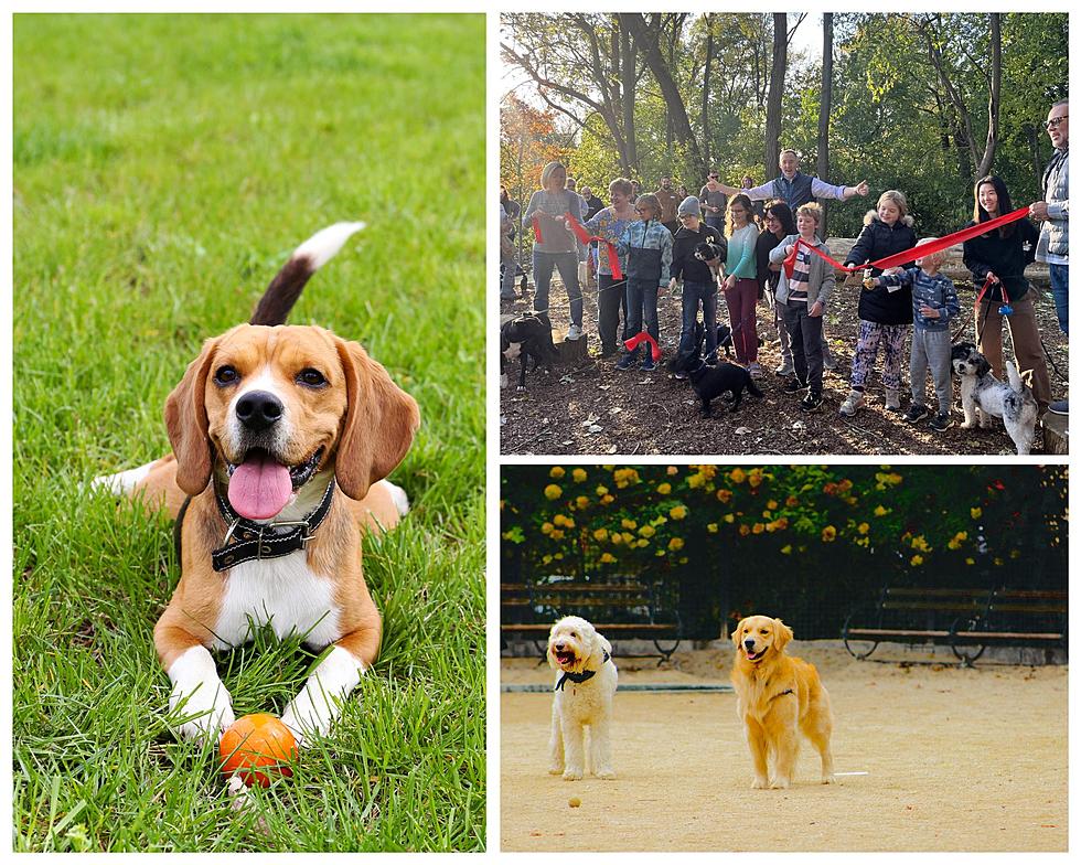 How Can Grand Rapids Dog Parks be Improved? The City Wants to Know