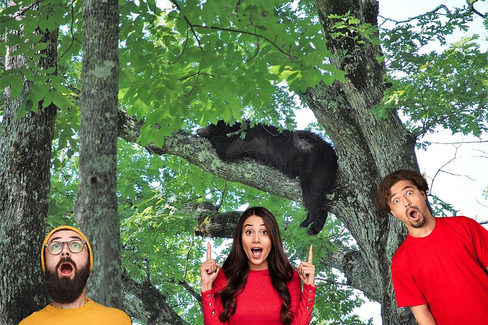 Mother’s Day in Traverse City Featured Bear Sleeping in a Tree