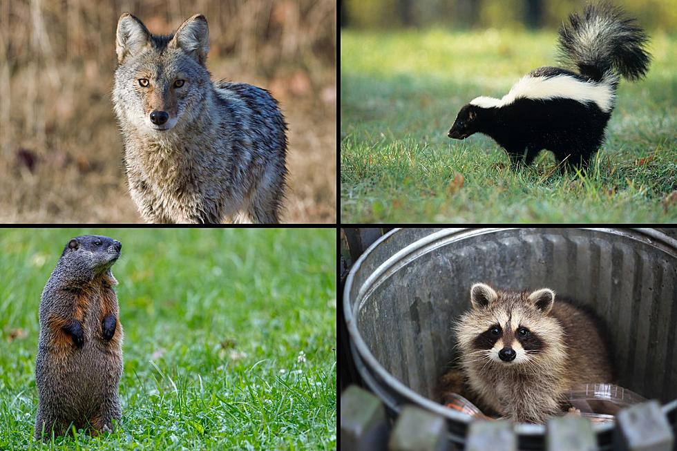 You May Be Surprised What Michigan Animals Can Be Trapped Without Permit