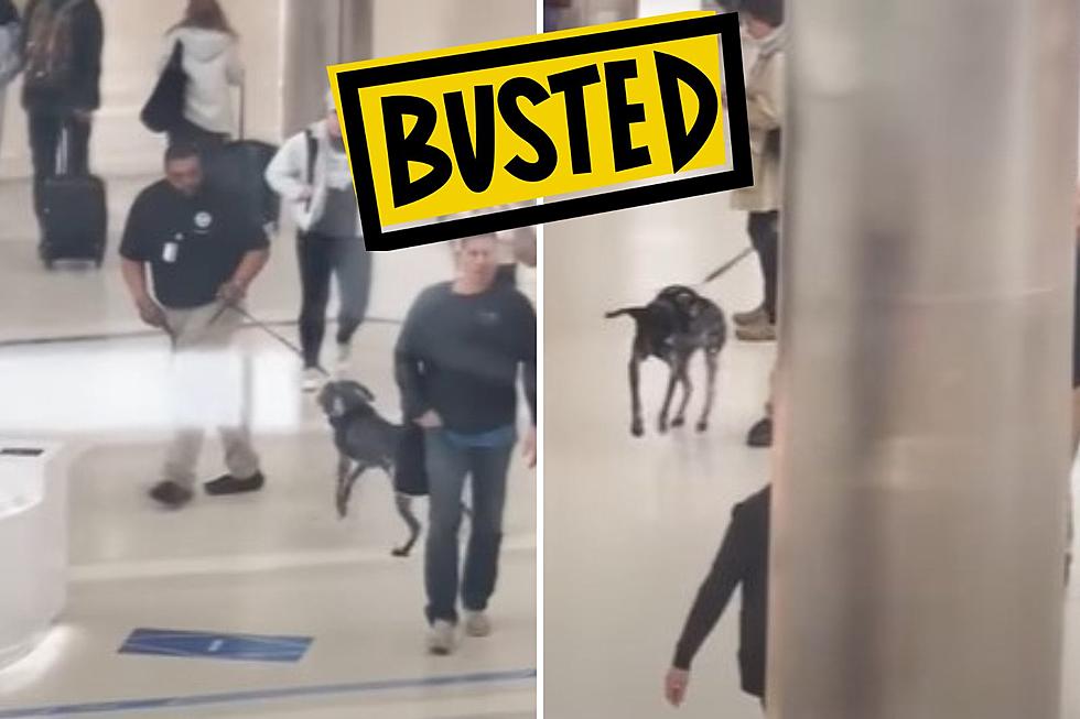 Video: Michigan TSA Agent Suspended For Shocking Dog Mistreatment
