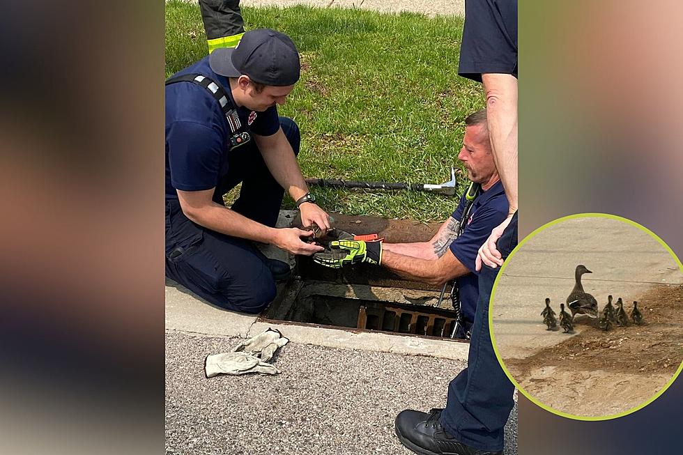 West Michigan Fire Department Rescues Baby Ducks From Drain