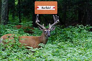 Michigan DNR Has Made New Deer Hunting Changes For Next 3 Seasons