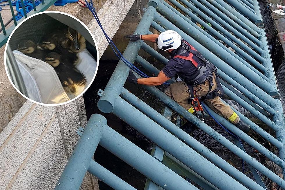 West Michigan Police Rescue Baby Ducks Trapped Under Storm Grate