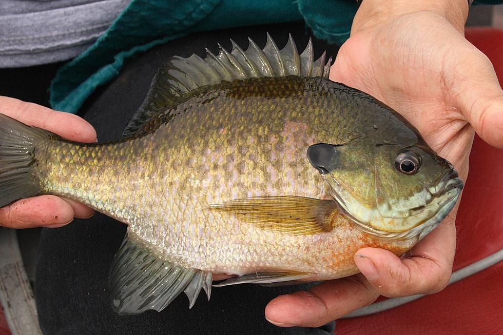 How To Get Big Bluegills In The Hot Summer Months of Michigan
