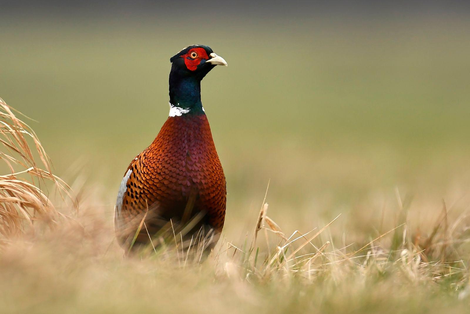 2023 Pheasant Release Season Begins October 20 - Michigan United  Conservation Clubs
