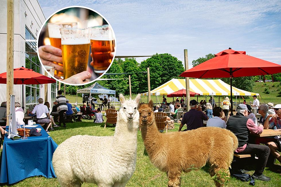 Brews and New Buddies! Hang Out with Alpacas at This Michigan Brewery This Summer