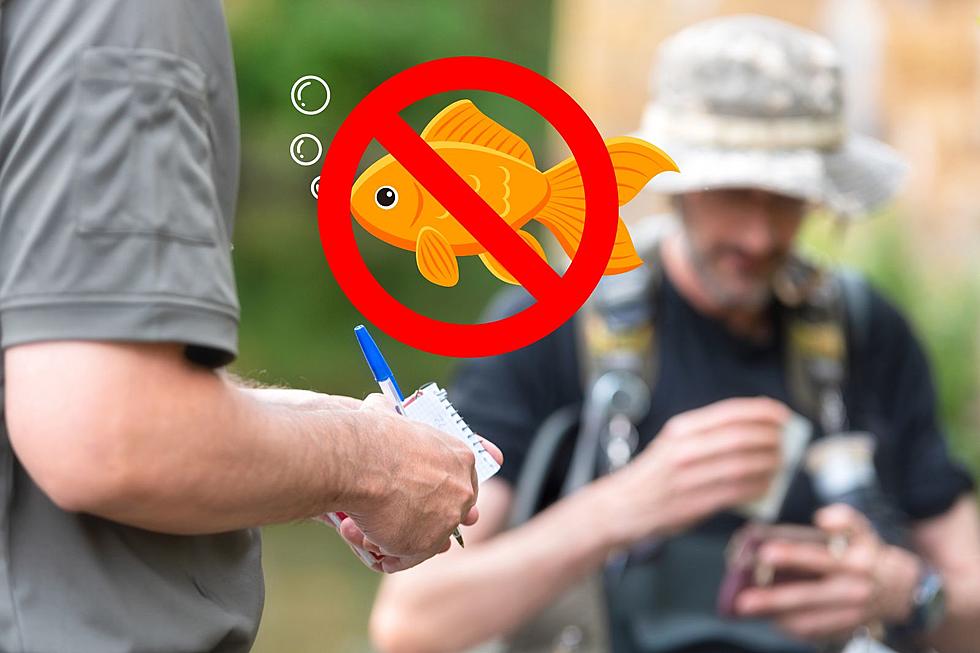 Fishermen Use Live Bait to Fish, But What Bait is Illegal in Michigan?