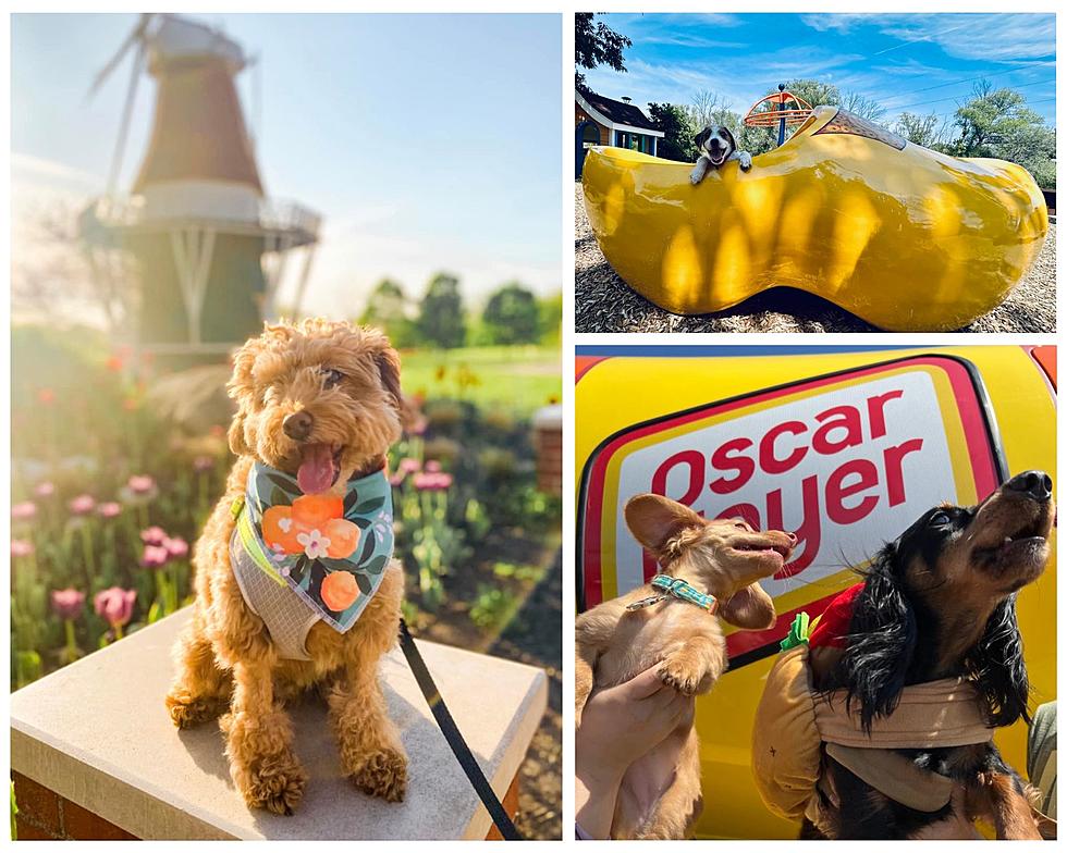 Celebrate National Dog Day With Holland’s First Bark in the Park