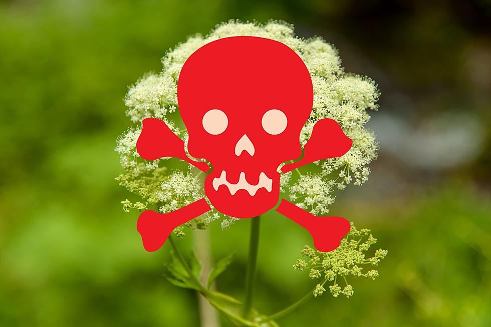 One Poisonous Plant Is All Over Michigan &#038; Fall Is The Time To Kill It
