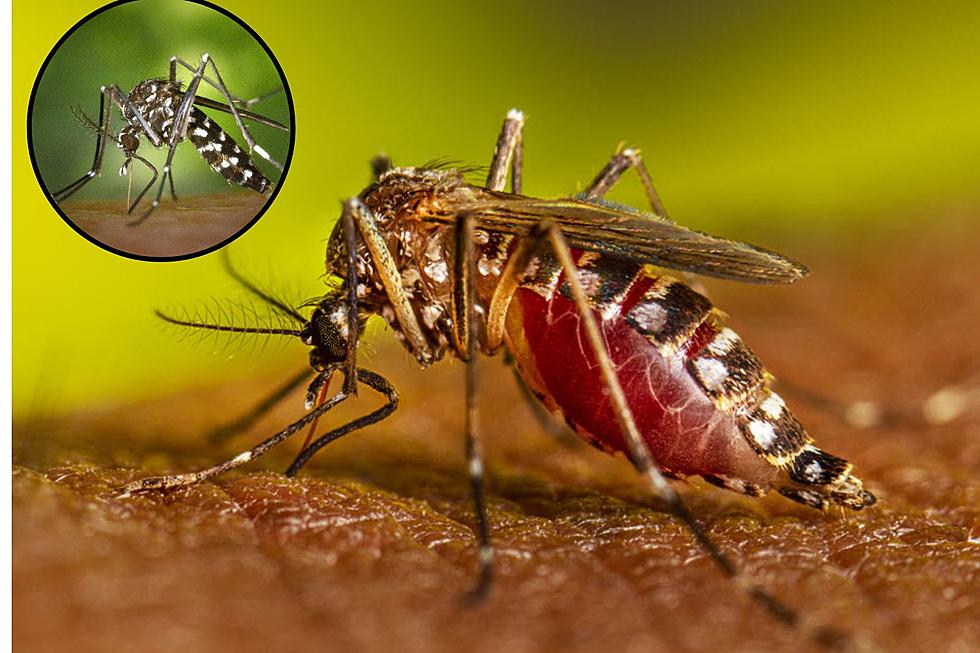 New ‘Aggressive’, Virus-Carrying Species of Mosquito Found in Grand Rapids