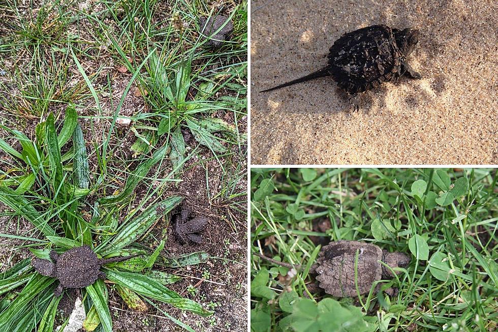 Watch Your Step! Michigan, Be on the Lookout for Baby Turtles