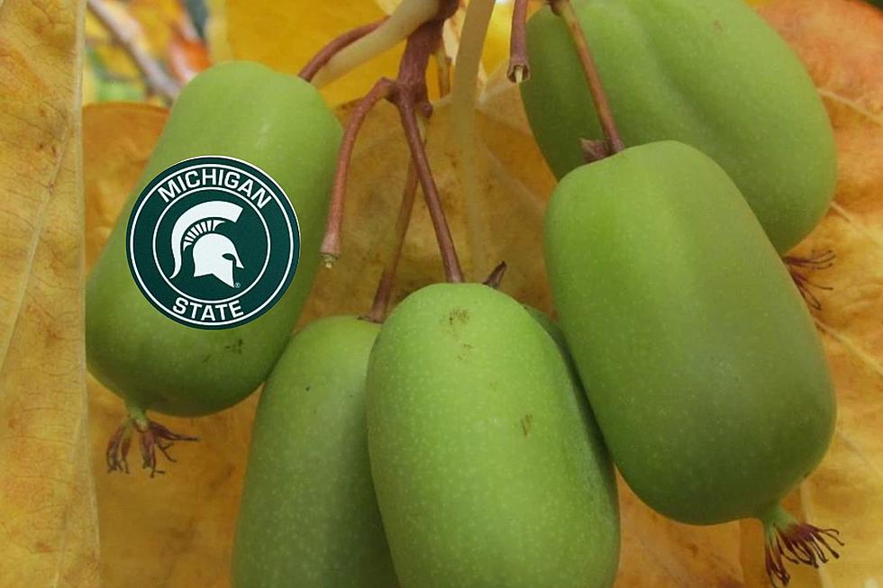Did You Know There’s a Michigan State Kiwi?