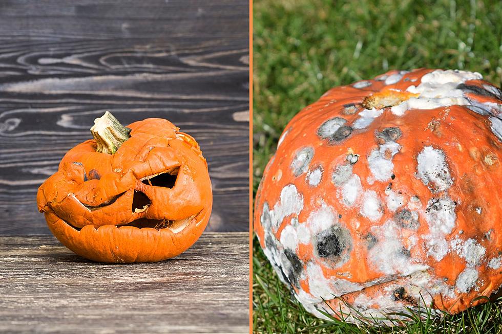 What Is the Best Way to Preserve Your Halloween Pumpkin?