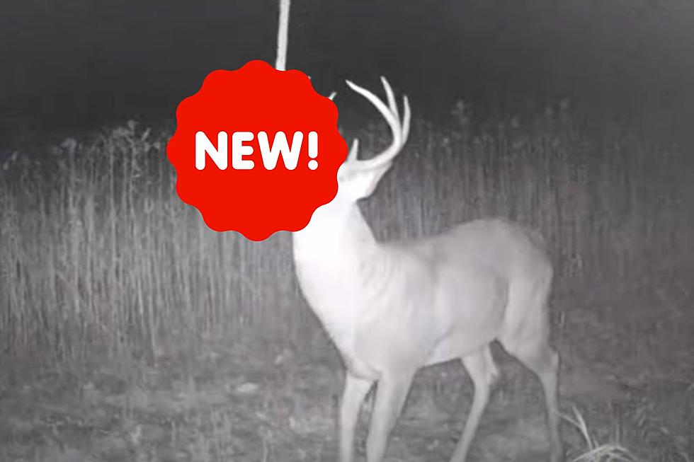 There is a New Deer Hunting Technique Every MI Hunter Should Know
