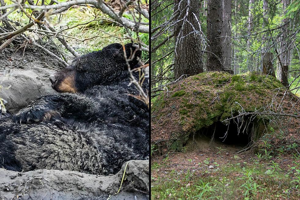 Attention Michigan Deer Hunters: Be On The Lookout For Bear Dens