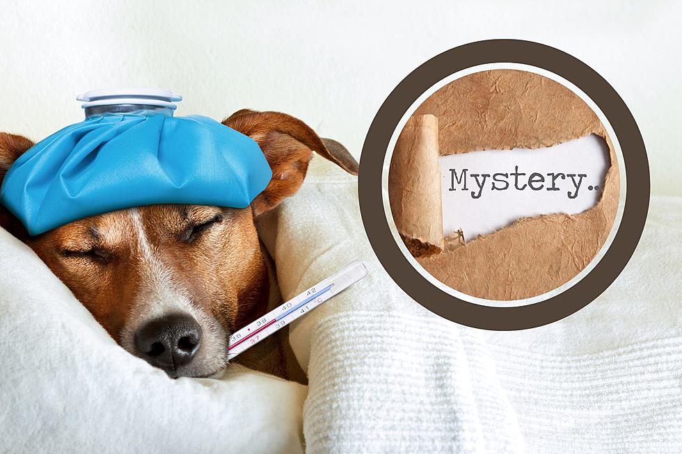 Is This Mystery Dog Sickness Making its Way to Michigan?