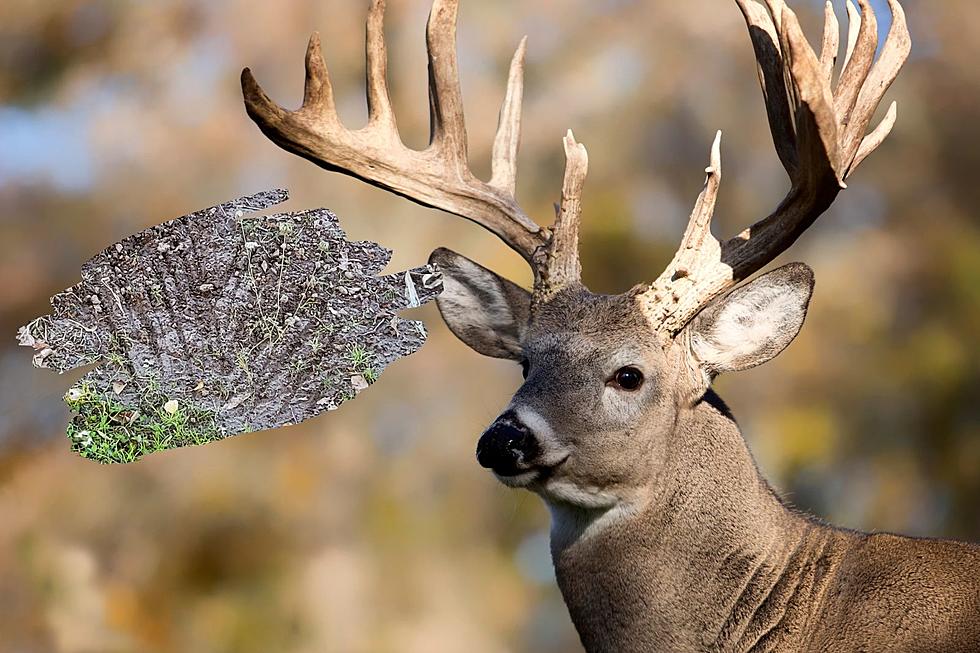 Want a Big Buck This Deer Season? Have You Tried a Mock Scrape?