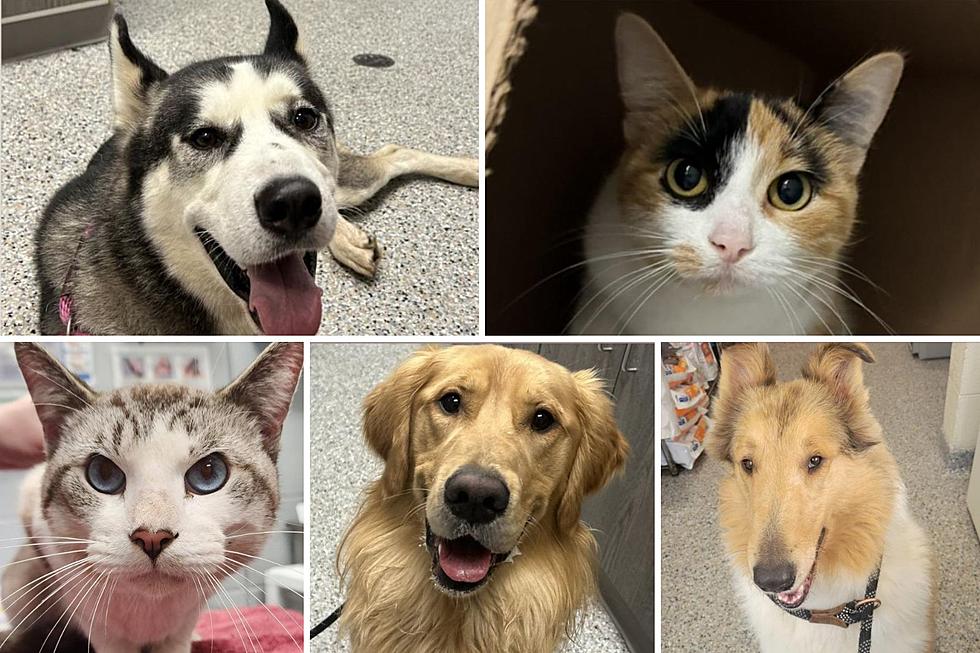 Help Reunite Pets with Families! West Michigan Shelter ‘Exploding’  with Lost Animals