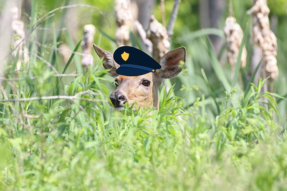 What Is The &#8220;Doe Patrol&#8221; And How Do They Help West Mi Families?