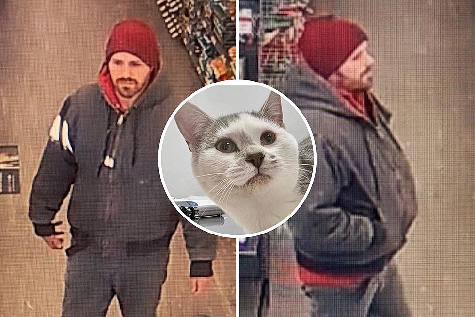 UPDATE: Suspect Who Stole Cat From West Michigan Pet Store Located, Cat Still Missing