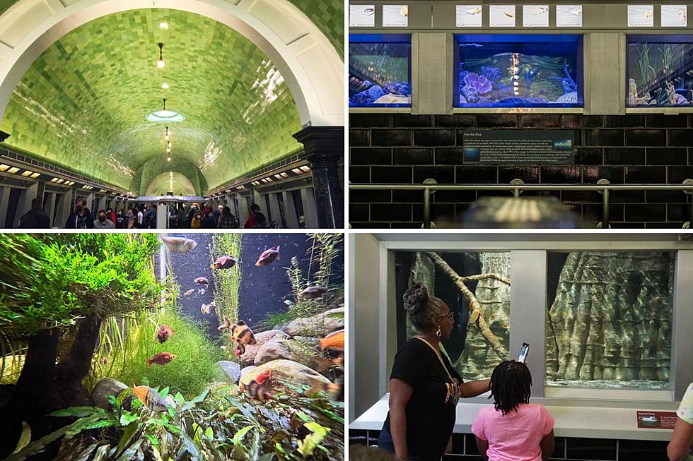 Michigan Aquarium Named Most Beautiful in the Entire Country