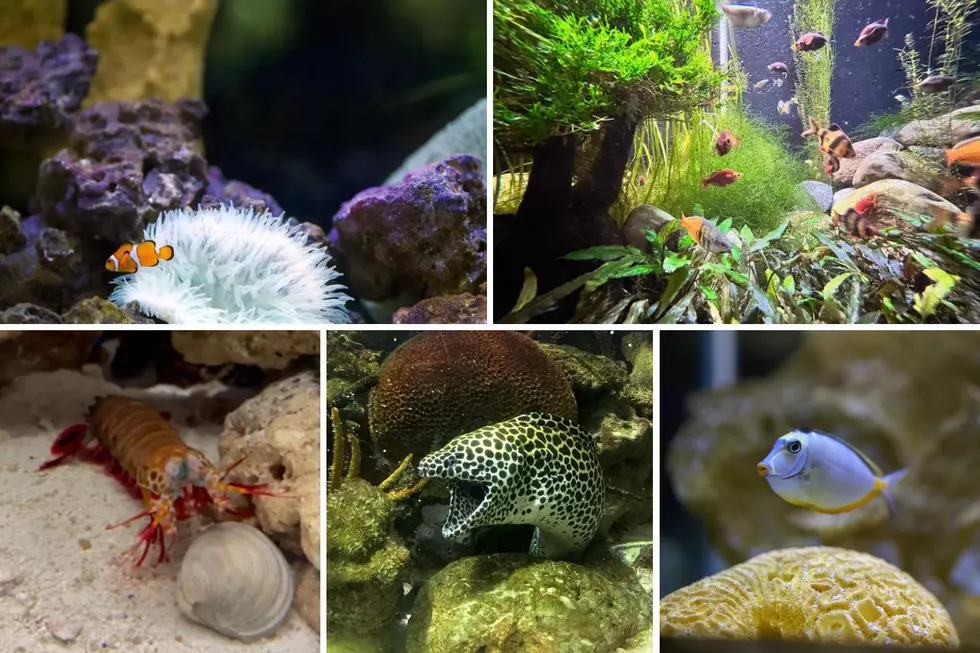 Belle Isle Aquarium, Instagram