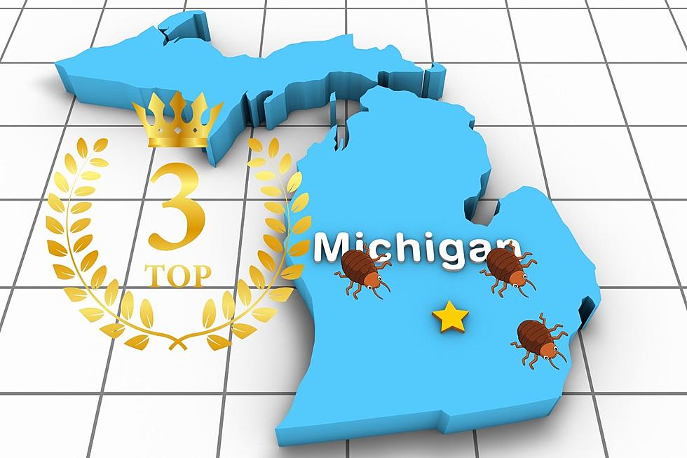 Michigan Has 3 of the Top 50 Cities in America for Bedbugs