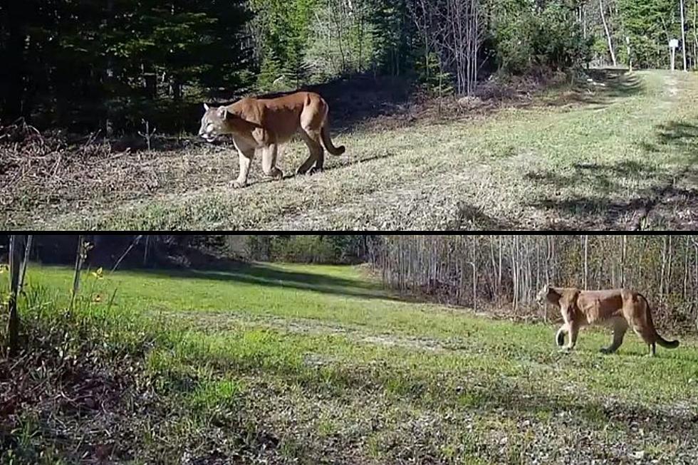 Video: Michigan Cougar Caught on Camera Killing a Deer