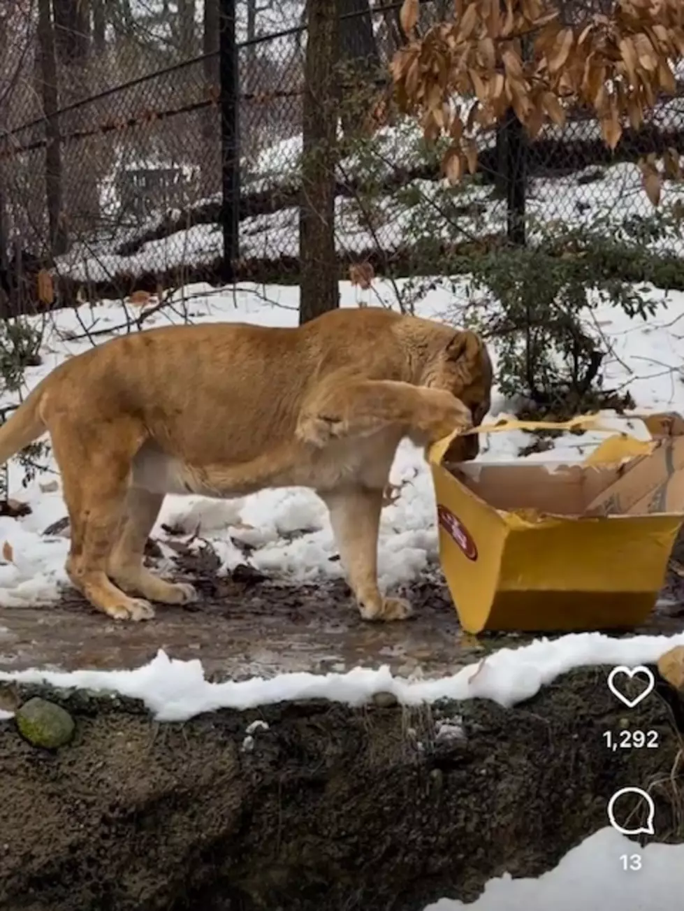 John Ball Zoo, Instagram