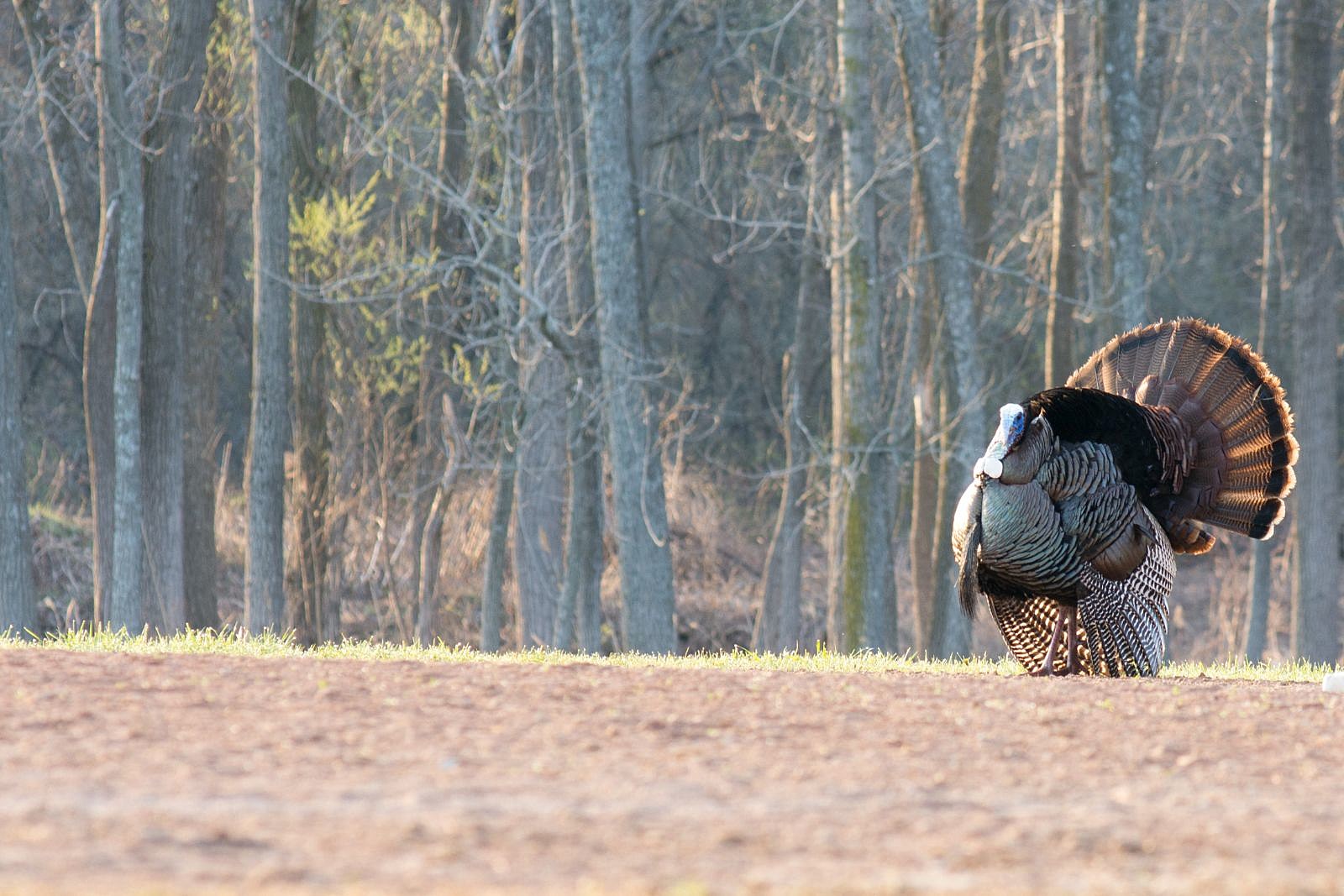 Turkey & Turkey Hunting Magazine On Sale NowTurkey and Turkey Hunting