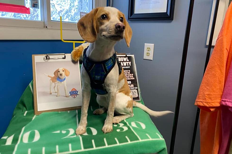 Meet Dolly Barkon: West Michigan’s Puppy Bowl Star