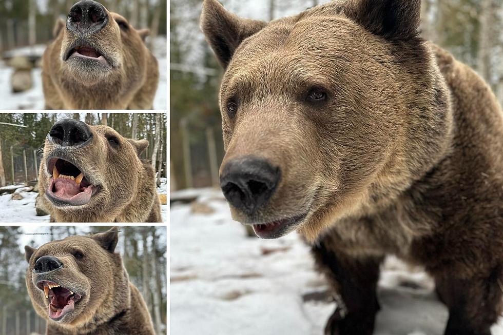 Bear Wakes Up From Hibernation Due To Unusually Warm Weather