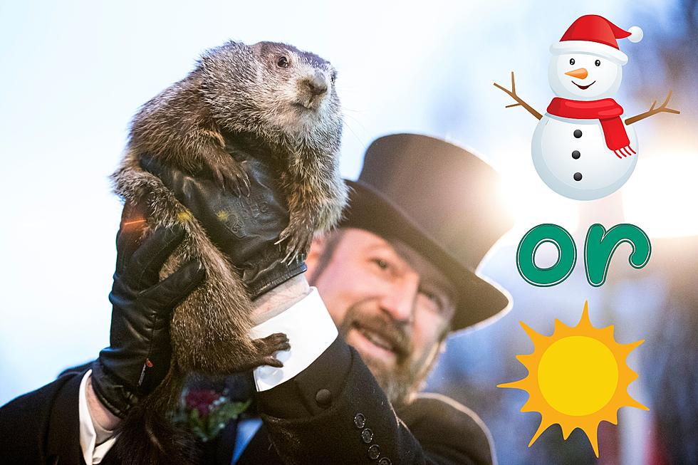 Woody vs Phil: Which Groundhog Is Right About Winter?