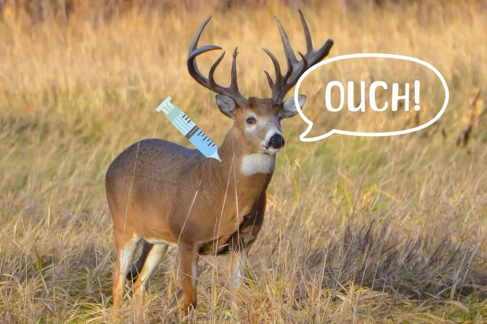 Is Michigan’s Deer Population About to Get Vaccinated?