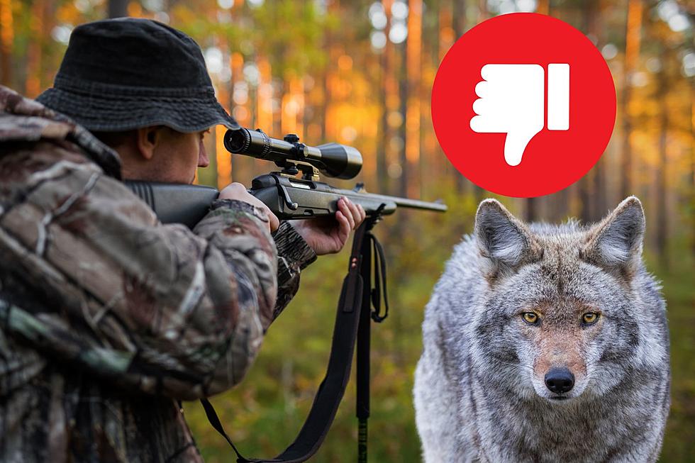 Michigan Places New Ban On Coyote Hunting 