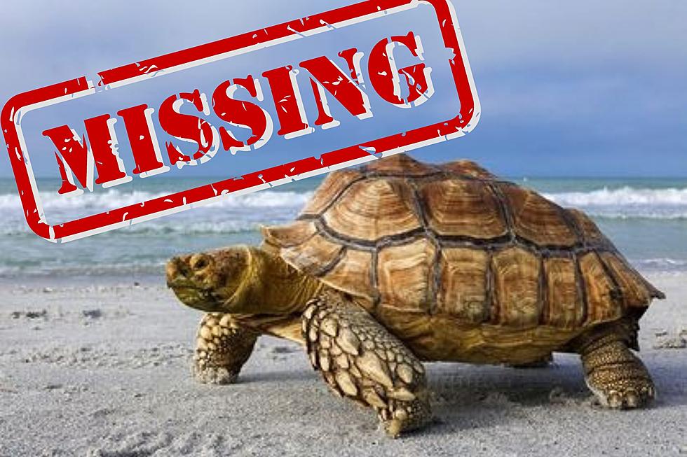 UPDATE: The Entire Upper Peninsula Is Looking For This Missing Tortoise