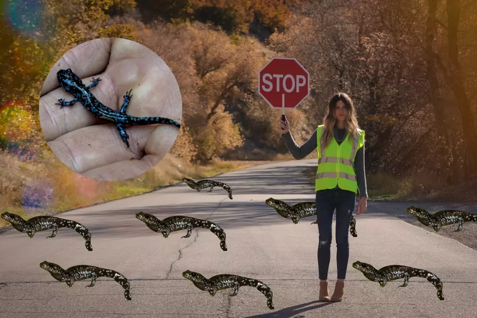 Popular Road To Close For Michigan Salamander Migration