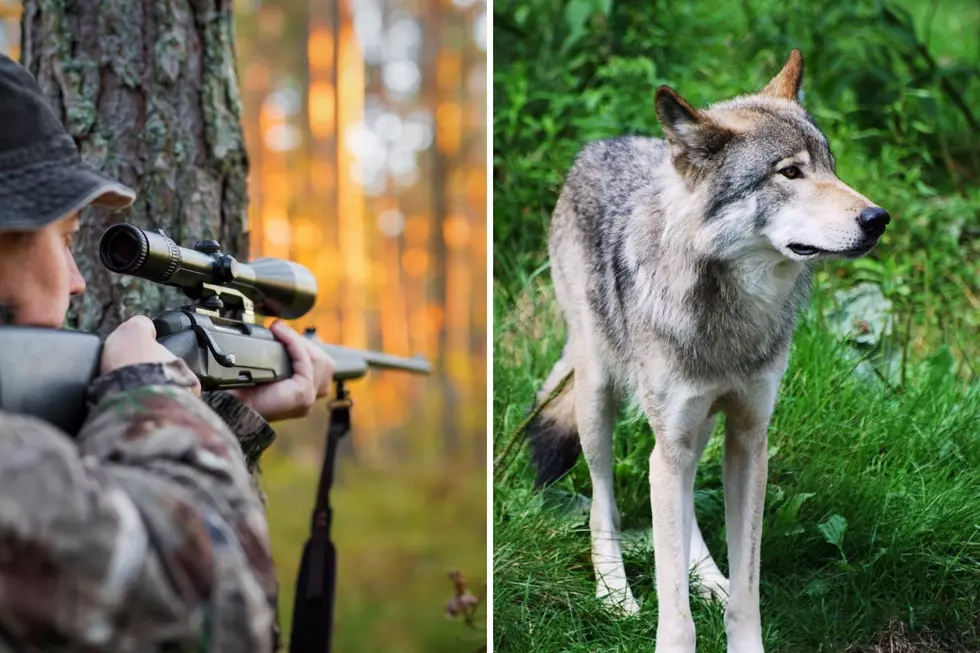 Gray Wolf Mistaken As Coyote Killed in Calhoun County